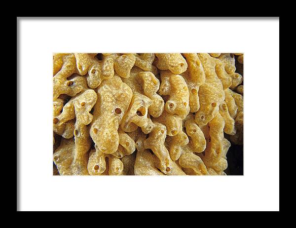 Infocus131 Framed Print featuring the photograph Invasive Colonial Tunicate by Andrew J Martinez
