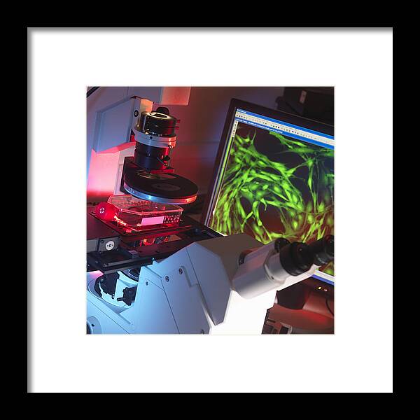 Stem Cell Framed Print featuring the photograph Inverted microscope viewing stem cells in flask with display of a fluorescent labeled cells by Andrew Brookes