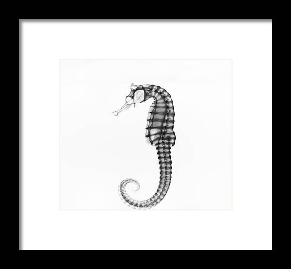 White Background Framed Print featuring the photograph Inverted X-ray Of A Pacific Seahorse by Mike Hill