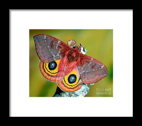 Nature Framed Print featuring the photograph Io Moth by Millard H. Sharp