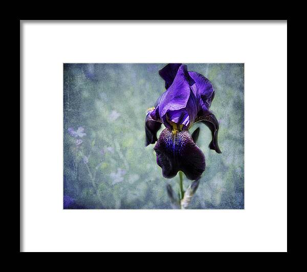 Iris Framed Print featuring the photograph Iris - Purple and Blue - Flowers by Belinda Greb