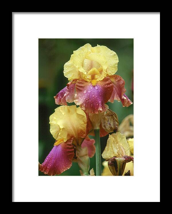 Flower Framed Print featuring the photograph Iris 1 by Andy Shomock