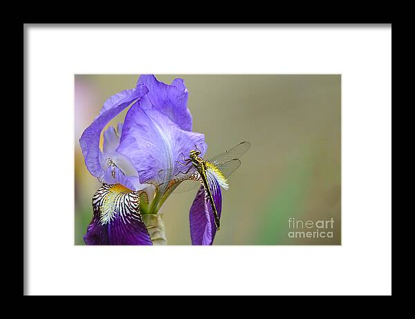 Iris Germanica Framed Print featuring the photograph Iris and the Dragonfly 2 by Jai Johnson