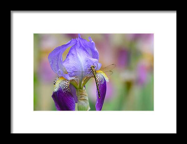 Iris Germanica Framed Print featuring the photograph Iris and the Dragonfly 6 by Jai Johnson