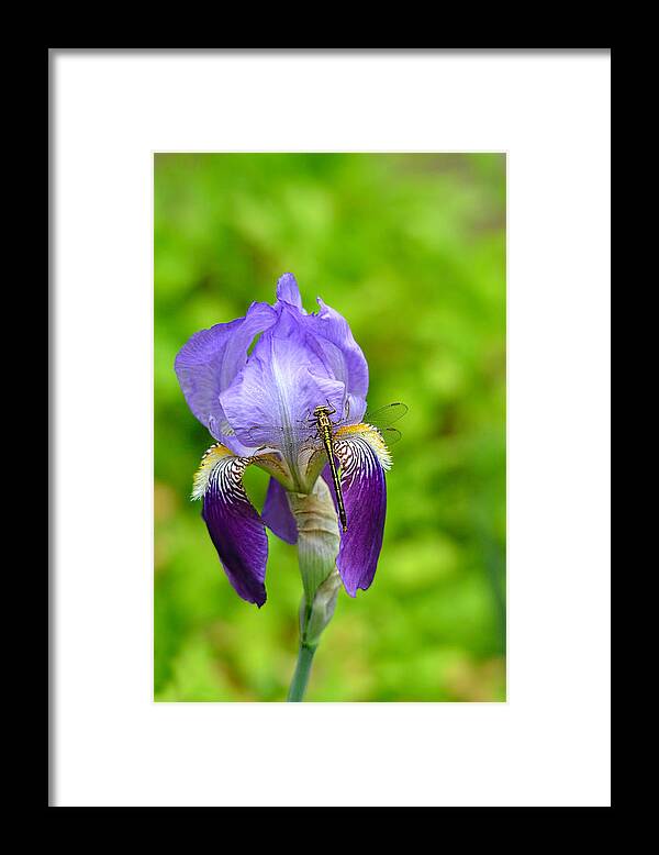 Iris Germanica Framed Print featuring the photograph Iris and the Dragonfly 7 by Jai Johnson