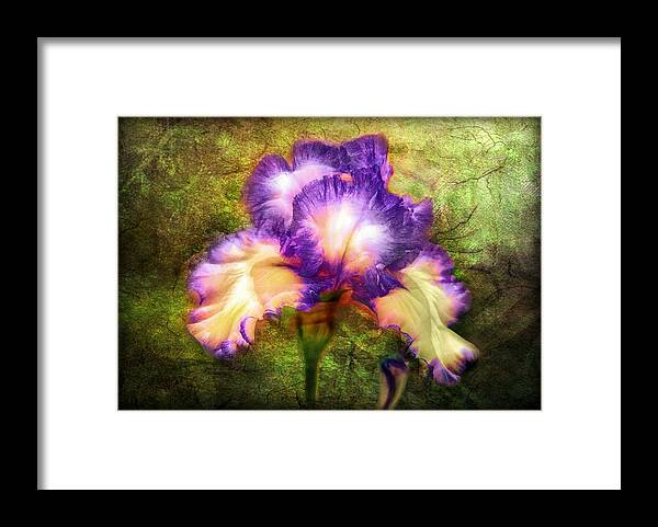 Iris Framed Print featuring the painting Iris Beauty by Lilia S