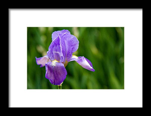 Background Framed Print featuring the photograph Iris by Lana Trussell