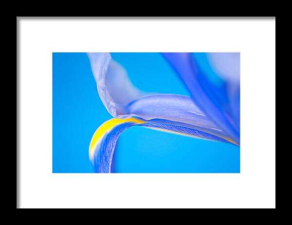 Nature Framed Print featuring the photograph Iris Profile by Joan Herwig