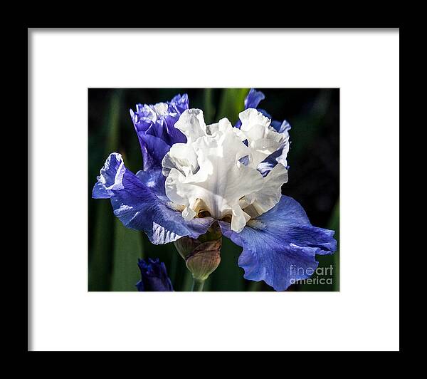 Flowers Framed Print featuring the photograph Stairway To Heaven Iris by Roselynne Broussard