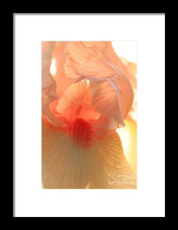 Iris Framed Print featuring the photograph Iris Study 2 by Jeanette French
