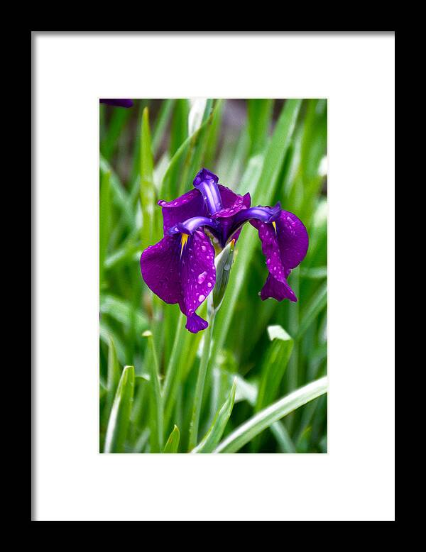 Purple Flower Framed Print featuring the photograph Iris by Tracy Winter