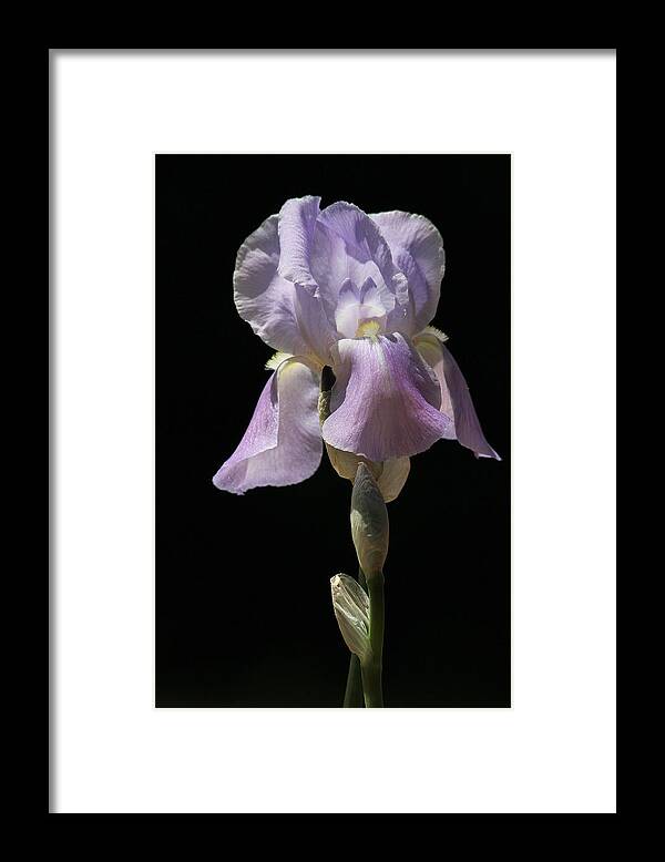 Iris Framed Print featuring the photograph Iris by Trina Ansel