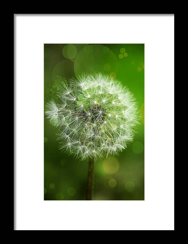 Green Framed Print featuring the photograph Irish Dandelion by Bill and Linda Tiepelman