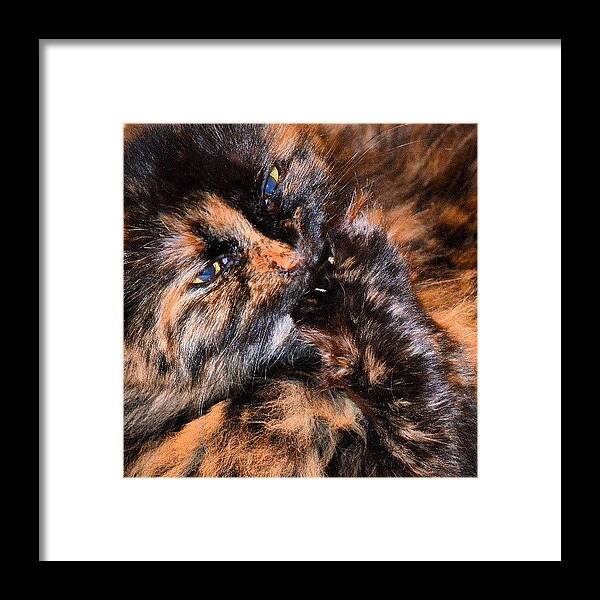  Framed Print featuring the photograph Is That Chicken I Taste? by Jinxi The House Cat