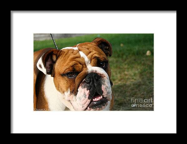 Dog Framed Print featuring the photograph Is That So by Susan Herber