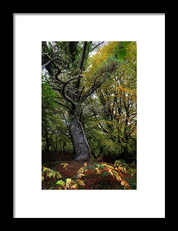 Treebeard Framed Print featuring the photograph Is That Treebeard? by Mark Callanan
