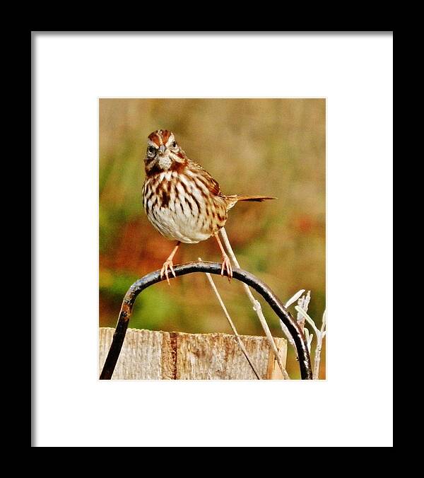 Sparrow Framed Print featuring the photograph Is That You? by VLee Watson