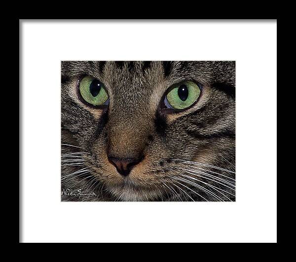 Cat Framed Print featuring the photograph Isaac's Eyes by Vickie Szumigala