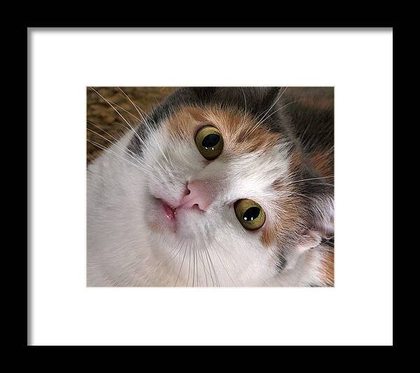 Cat Framed Print featuring the photograph Isabella by Camille Lopez