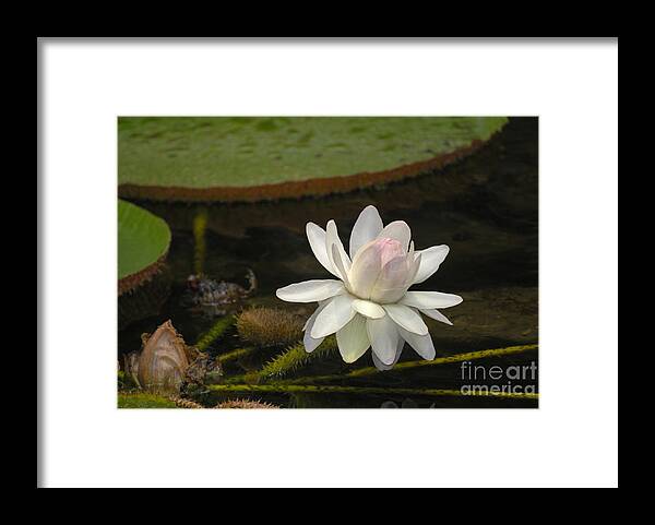 Ischia Framed Print featuring the photograph Ischian Water Lily by Brenda Kean