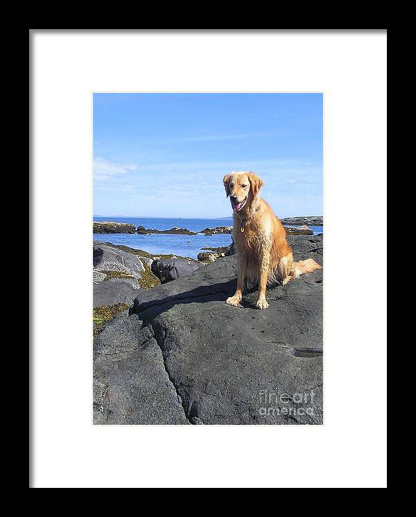 Golden Retriever Framed Print featuring the photograph Island Dog by Elizabeth Dow