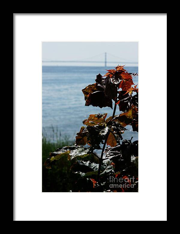 Mackinac-island Framed Print featuring the photograph Island View by Linda Shafer