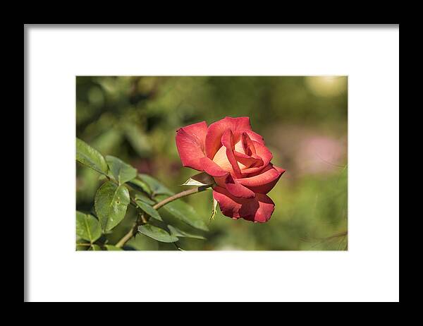 Aroma Framed Print featuring the photograph Isolated Rose in Sunlight by James L Davidson
