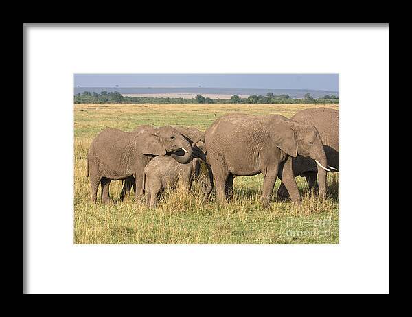 Elephant Framed Print featuring the photograph It Happens by Chris Scroggins