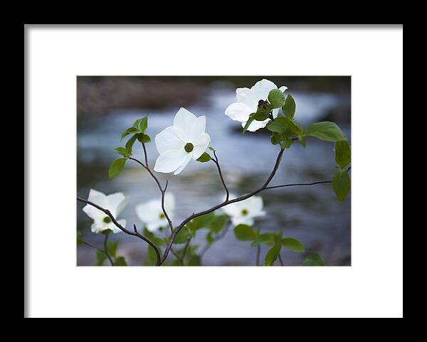 Loree Johnson Framed Print featuring the photograph It Must be Spring by Loree Johnson