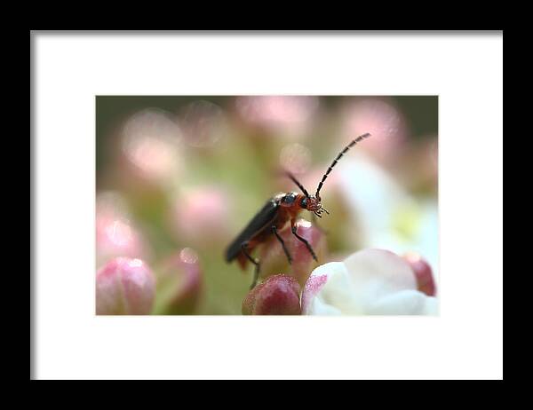 Insect Framed Print featuring the photograph It's A Bugs World by Michael Eingle