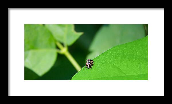Insects Framed Print featuring the photograph Itsy Bitsy Spider by Jeff Niederstadt