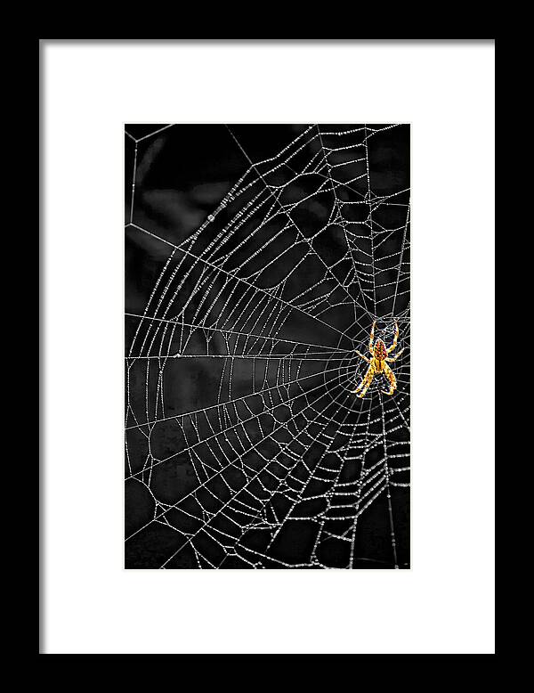 Bugs Framed Print featuring the photograph Itsy Bitsy Spider My Ass 3 by Steve Harrington