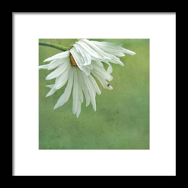 Daisy Framed Print featuring the photograph Itsy Spider by Sally Banfill