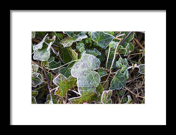 Ivy Framed Print featuring the photograph Ivy leaves by Spikey Mouse Photography