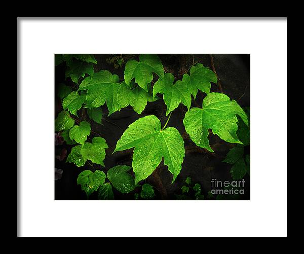 Color Framed Print featuring the photograph Ivy by Tom Brickhouse