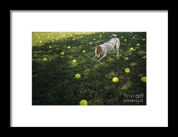 Jack Russell Terrier Framed Print featuring the photograph Jack Russell Terrier tennis balls by Jim Corwin