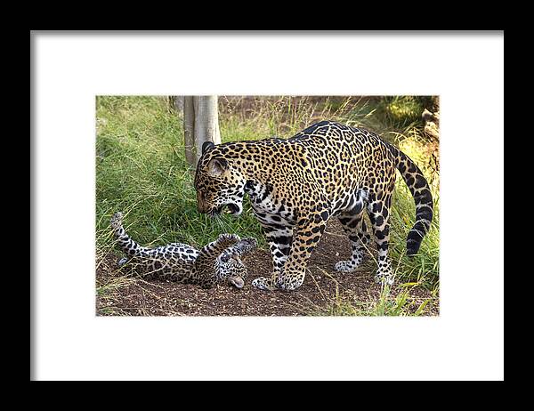 Feb0514 Framed Print featuring the photograph Jaguar Cub Playing With Mother by San Diego Zoo