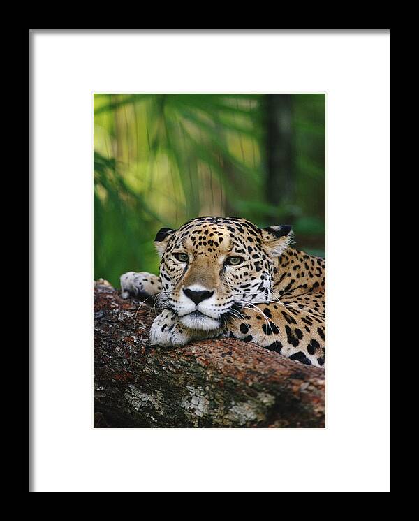 Feb0514 Framed Print featuring the photograph Jaguar Portrait Belize by Gerry Ellis