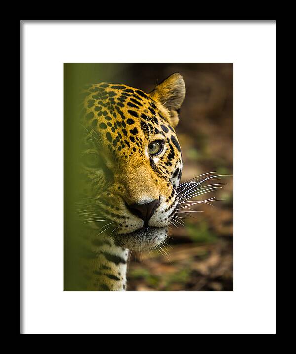Jaguar Framed Print featuring the photograph Jaguar by Raul Rodriguez