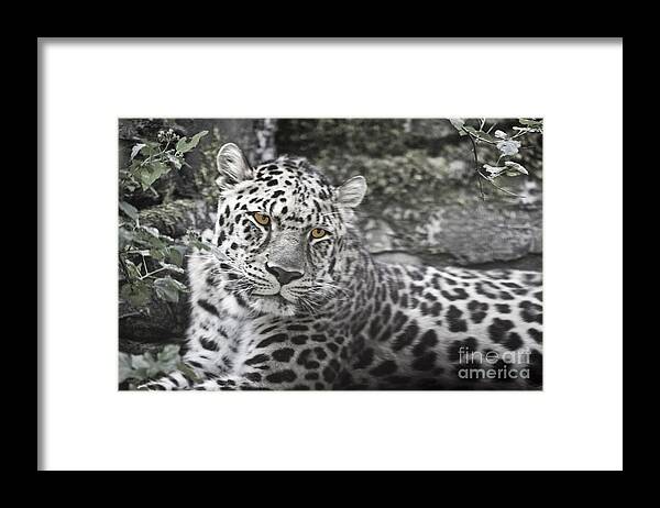 Jaguar Framed Print featuring the photograph Jaguar by Rich Collins