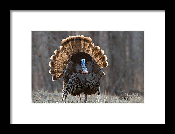 Eastern Wild Turkey Framed Print featuring the photograph Jake Eastern Wild Turkey by Linda Freshwaters Arndt