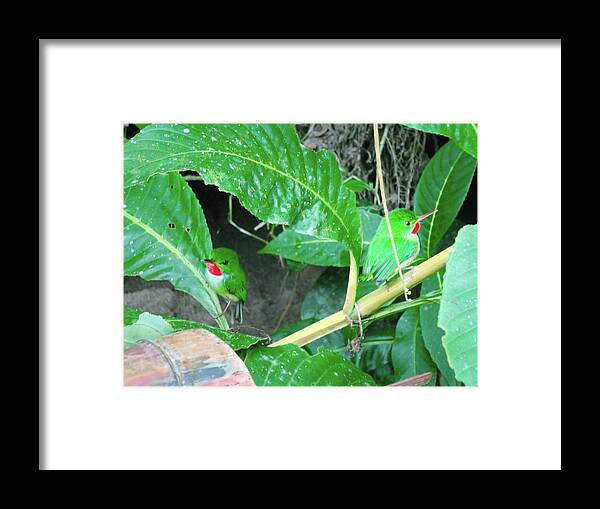 Birds Framed Print featuring the photograph Jamaican Toadies by Carey Chen