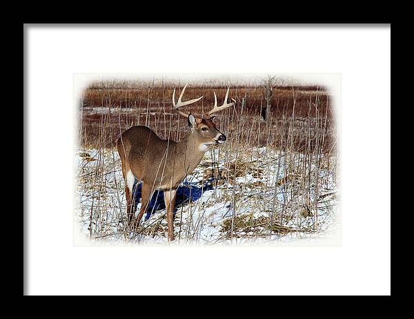 Deer Framed Print featuring the photograph January Buck by Michael Eingle
