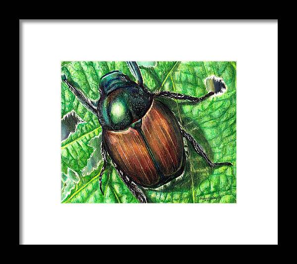 Beetle Framed Print featuring the drawing Japanese Beetle by Shana Rowe Jackson