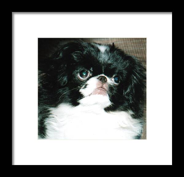 Japanese Chins Framed Print featuring the photograph Japanese Chin Puppy Portrait by Jim Fitzpatrick