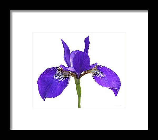 Iris Framed Print featuring the photograph Japanese Iris Purple White Three by Jennie Marie Schell