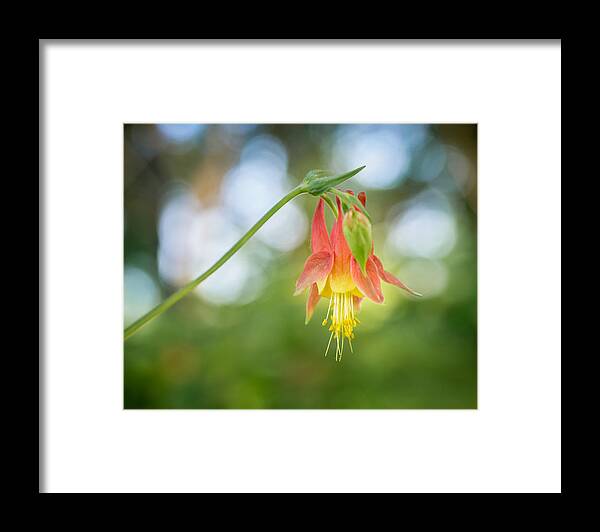 Wildflower Framed Print featuring the photograph Japanese Lantern by Bill Pevlor