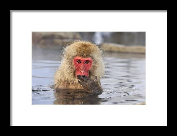 Thomas Marent Framed Print featuring the photograph Japanese Macaque In Hot Spring by Thomas Marent