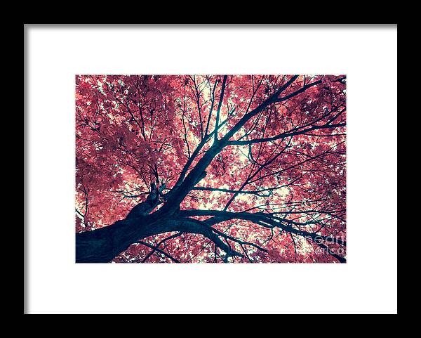 Autumn Framed Print featuring the photograph Japanese Maple - Vintage by Hannes Cmarits
