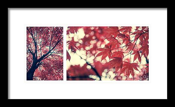 Autumn Framed Print featuring the photograph Japanese Maple Collage by Hannes Cmarits